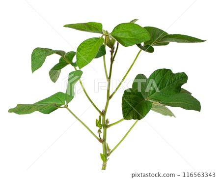 Green soybean bush isolated on white background. Soy bean plant. 116563343