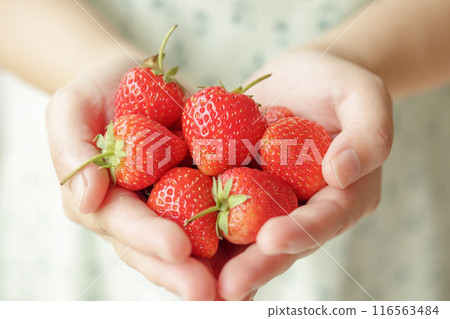 Woman hands holding fresh red strawberries close up Woman hands holding fresh red strawberries close up 116563484