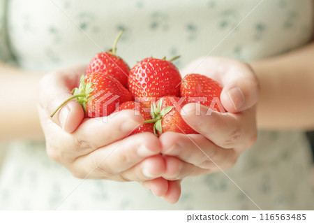 Woman hands holding fresh red strawberries close up Woman hands holding fresh red strawberries close up 116563485
