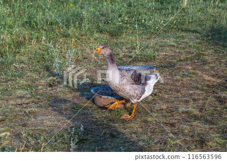 Domestic gray geese on a meadow. Gray Geese in the grass, domestic bird, flock of geese 116563596