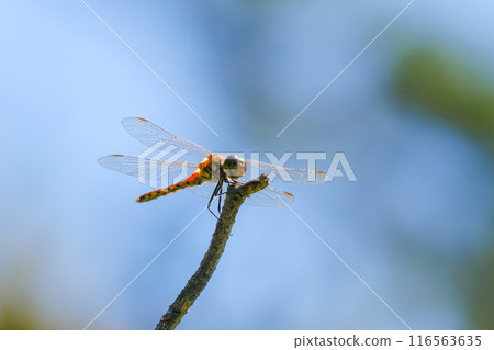 Red dragonfly 116563635