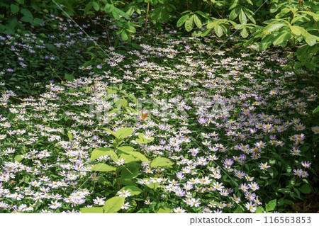 Blooming Miyakowasure and leopard butterflies 116563853