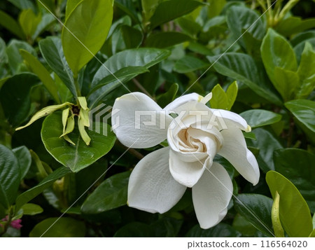White double-flowered gardenia flowers blooming in a garden in early summer 116564020
