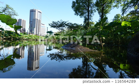 Reflection in a puddle 116564289