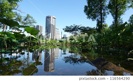 水坑裡倒映的風景 116564290