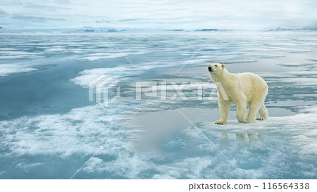 A polar bear Ursus maritimus stands on ice in the cold Arctic 116564338