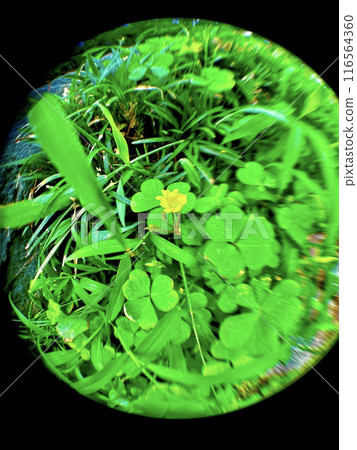 One flower 116564360