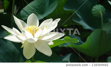 Water lilies 116564482