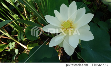 Water lilies 116564487