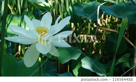 Water lilies 116564488