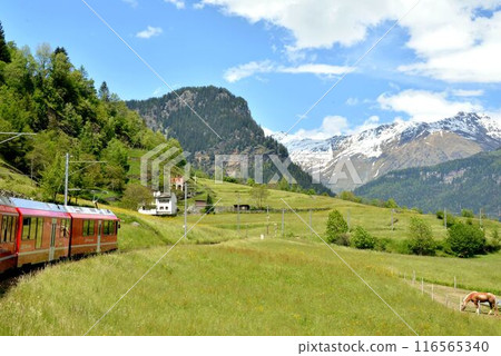 伯恩納線列車沿著草地上的緩坡上行。 116565340