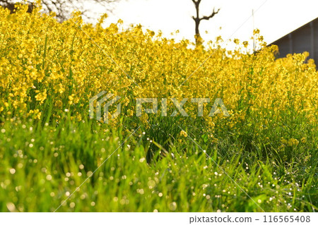 上塞瀉公園(新潟縣)的油菜花 上塞瀉公園(新潟縣)的油菜花 116565408