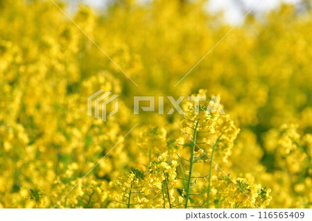 上塞瀉公園（新潟縣）的油菜花 116565409