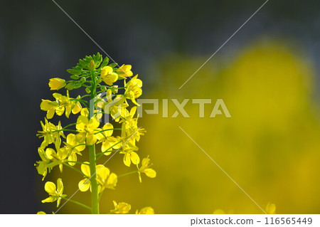 Rape blossoms in Uesekigata Park (Niigata Prefecture) Rape blossoms in Uesekigata Park (Niigata Prefecture) 116565449