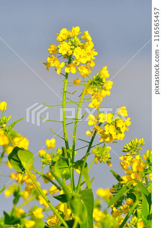 Rape blossoms in Uesekigata Park (Niigata Prefecture) Rape blossoms in Uesekigata Park (Niigata Prefecture) 116565457