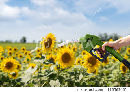 Hand with biofuel refueling nozzle on a background of sunflower field Hand with biofuel refueling nozzle on a background of sunflower field 116565461