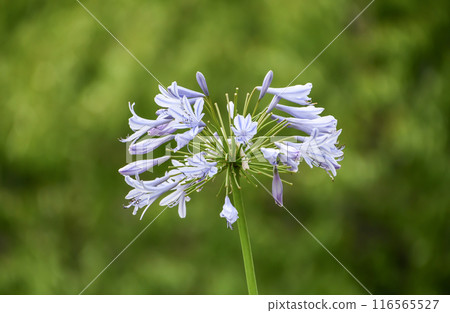  Agapanthus 116565527
