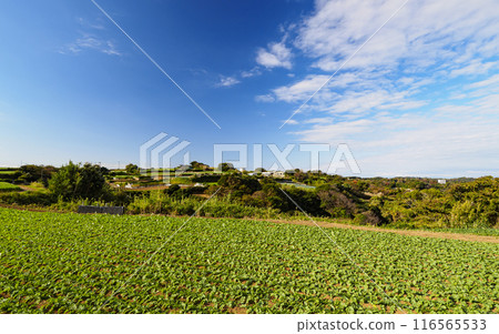 風景與藍天與田野 116565533