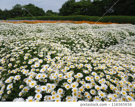 花夢村 116565656