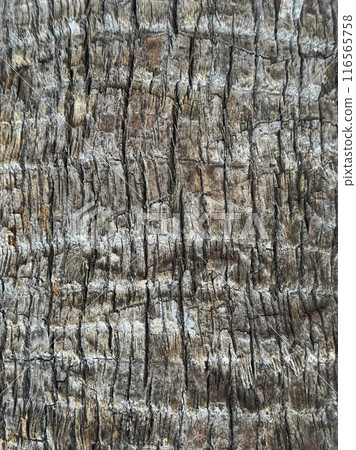 Palm tree bark texture background Palm tree bark texture background 116565758