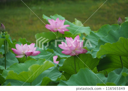 優雅的蓮花 116565849