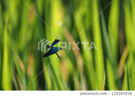 棲息在葉子的蝴蝶蜻蜓 116565858