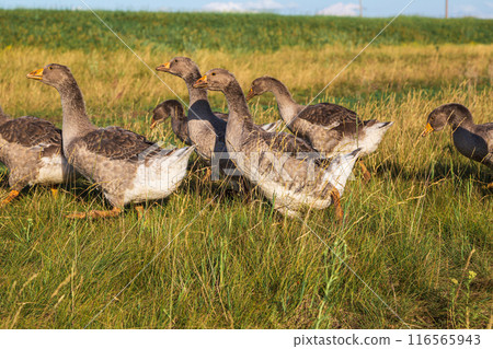 Domestic gray geese on a meadow. Gray Geese in the grass, domestic bird, flock of geese 116565943