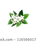 一朵漂亮的蘋果花的插圖 116566017
