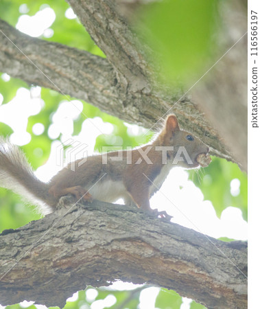 樹枝上嘴裡叼著堅果的松鼠 樹枝上嘴裡叼著堅果的松鼠 116566197