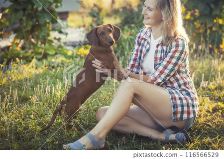 dachshund playing with his owner in a sunny summer park 116566529
