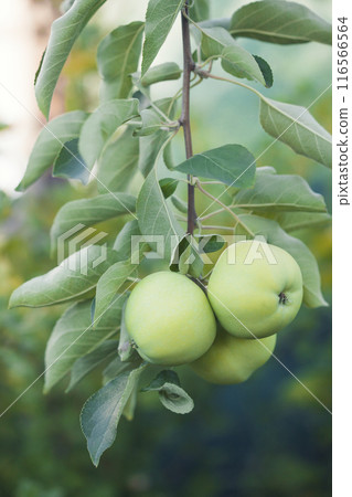 Yellow apples on orchard farm garden closeup of tree branch 116566564