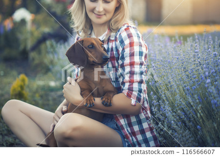 dachshund with his owner in a sunny summer lavender park dachshund with his owner in a sunny summer lavender park 116566607