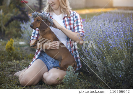 dachshund with his owner in a sunny summer lavender park 116566642