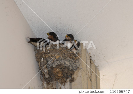 燕子雛鎌倉市 116566747