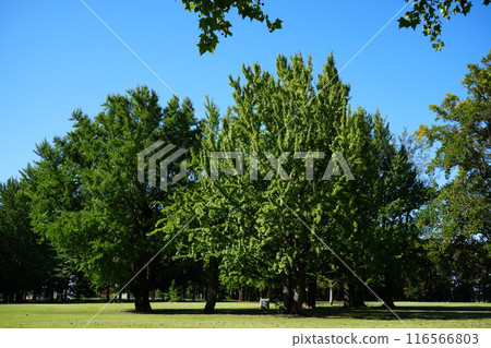 富山市馬場紀念公園的銀杏9號 富山市馬場紀念公園的銀杏9號 116566803