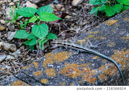 A fast-moving lizard 116566924