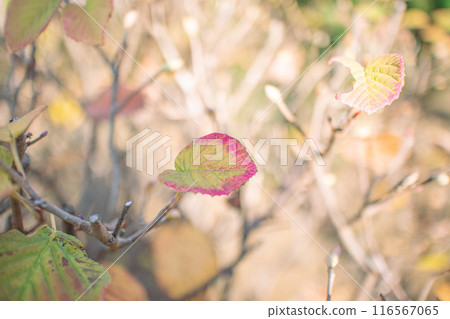 Red edged leaves 116567065