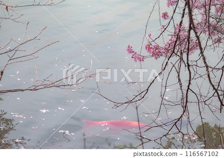 Landscape of Satoyama Landscape of Satoyama 116567102