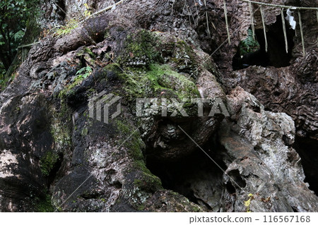 Otusuke of Takeo Otusuke of Takeo 116567168