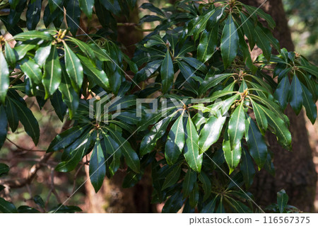 Mountainous scenery 116567375