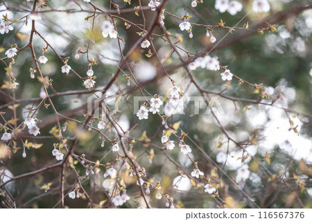 Mountainous scenery Mountainous scenery 116567376