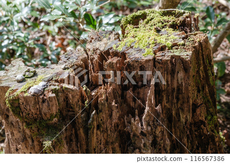 Mountainous scenery Mountainous scenery 116567386