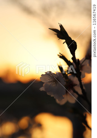 櫻花,盛開櫻花花和花蕾#櫻花櫻花圖像日本花#Sakura 櫻花,盛開櫻花花和花蕾#櫻花櫻花圖像日本花#Sakura 116567419