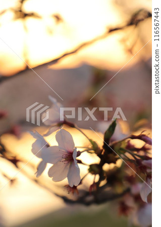 櫻花，盛開櫻花花和花蕾#櫻花櫻花圖像日本花#Sakura 116567443