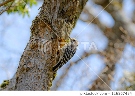 Mountainous scenery 116567454