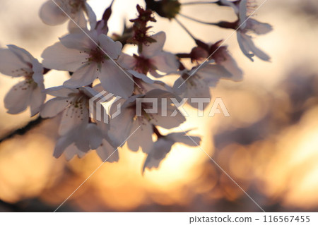 Cherry blossoms in full bloom Cherry blossoms in bloom Flowers and buds #Cherry blossoms Cherry blossom image Japanese flowers #Sakura Cherry blossoms in full bloom Cherry blossoms in bloom Flowers and buds #Cherry blossoms Cherry blossom image Japanese flowers #Sakura 116567455