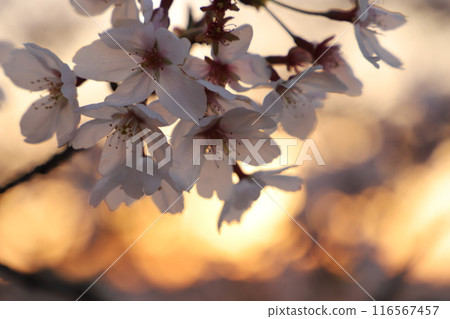 Cherry blossoms in full bloom Cherry blossoms in bloom Flowers and buds #Cherry blossoms Cherry blossom image Japanese flowers #Sakura Cherry blossoms in full bloom Cherry blossoms in bloom Flowers and buds #Cherry blossoms Cherry blossom image Japanese flowers #Sakura 116567457