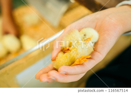 Cute chick sleeping in the palm of your hand Cute chick sleeping in the palm of your hand 116567514