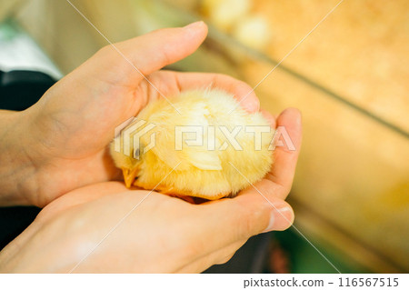 Cute chick sleeping in the palm of your hand 116567515