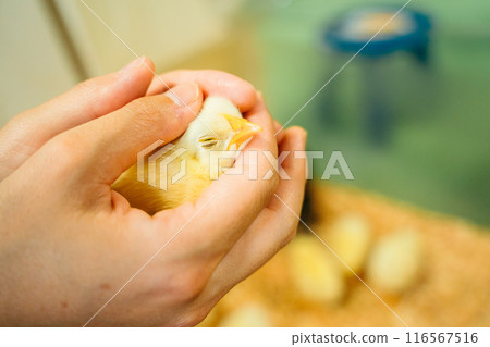 Cute chick sleeping in the hand Cute chick sleeping in the hand 116567516